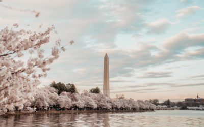 Peak Cherry Blossoms – Washington DC Guide