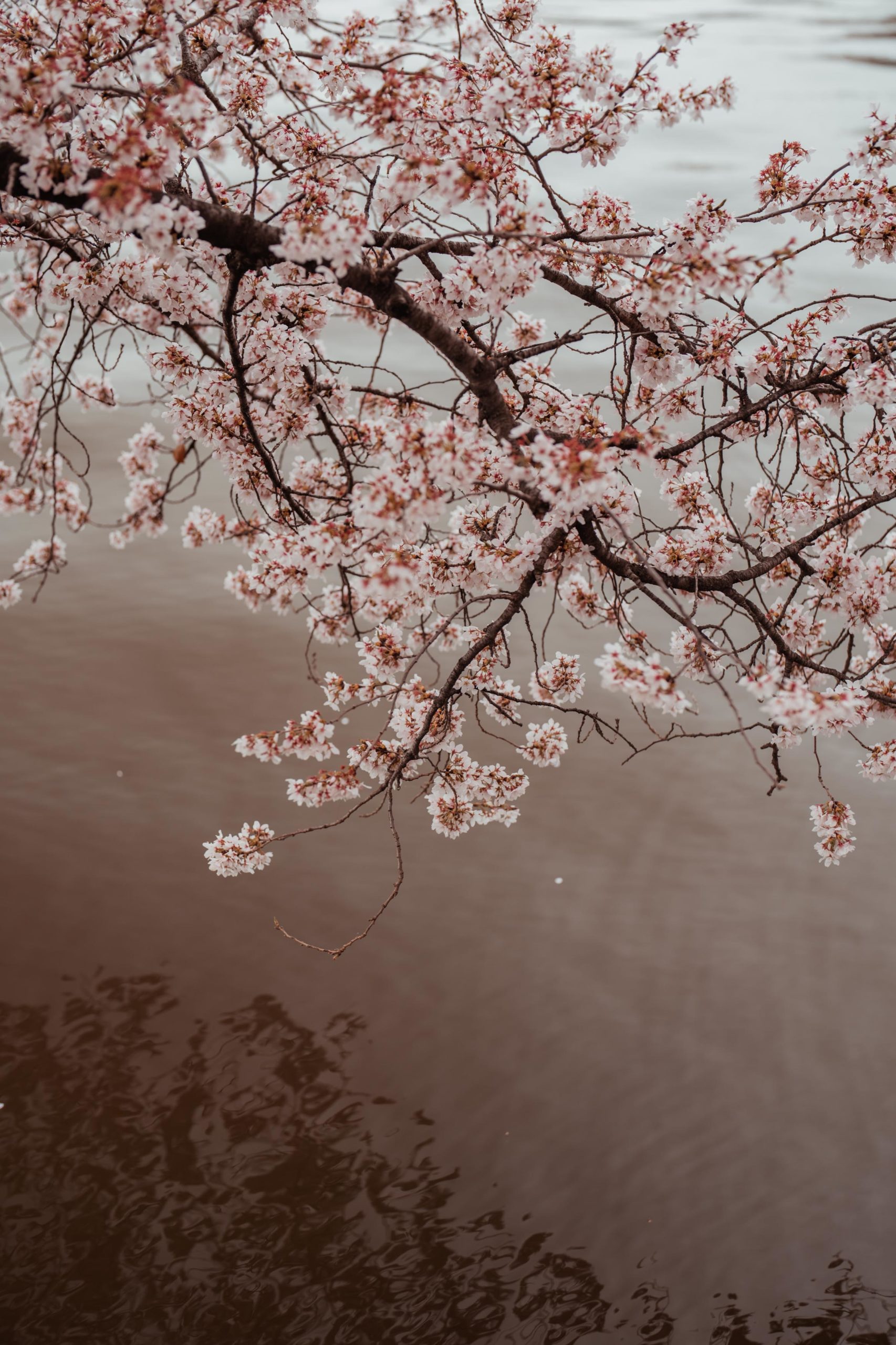 cherry blossoms washington dc an trieu style and senses travel blogger nyc blogger