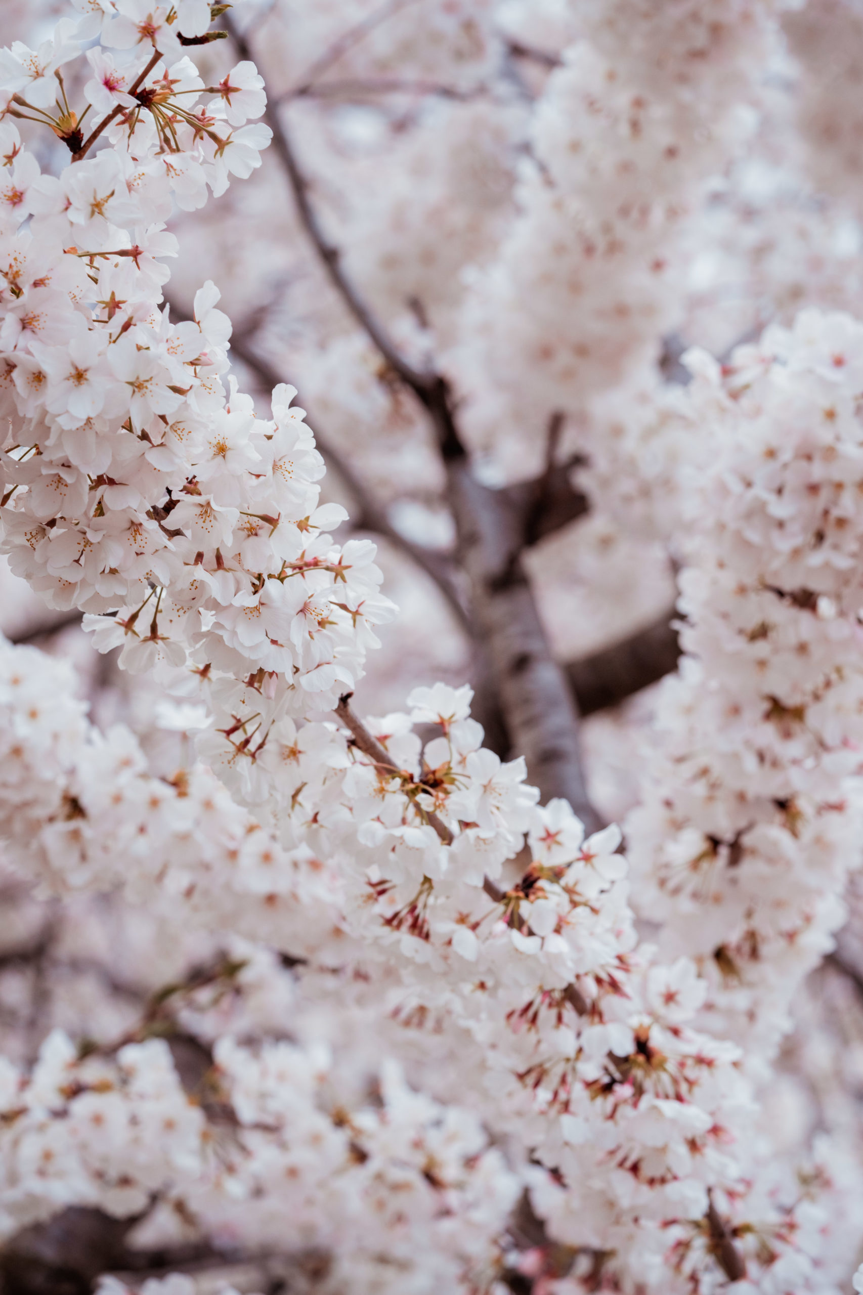 washington dc cherry blossoms spring travel blogger an trieu style and senses