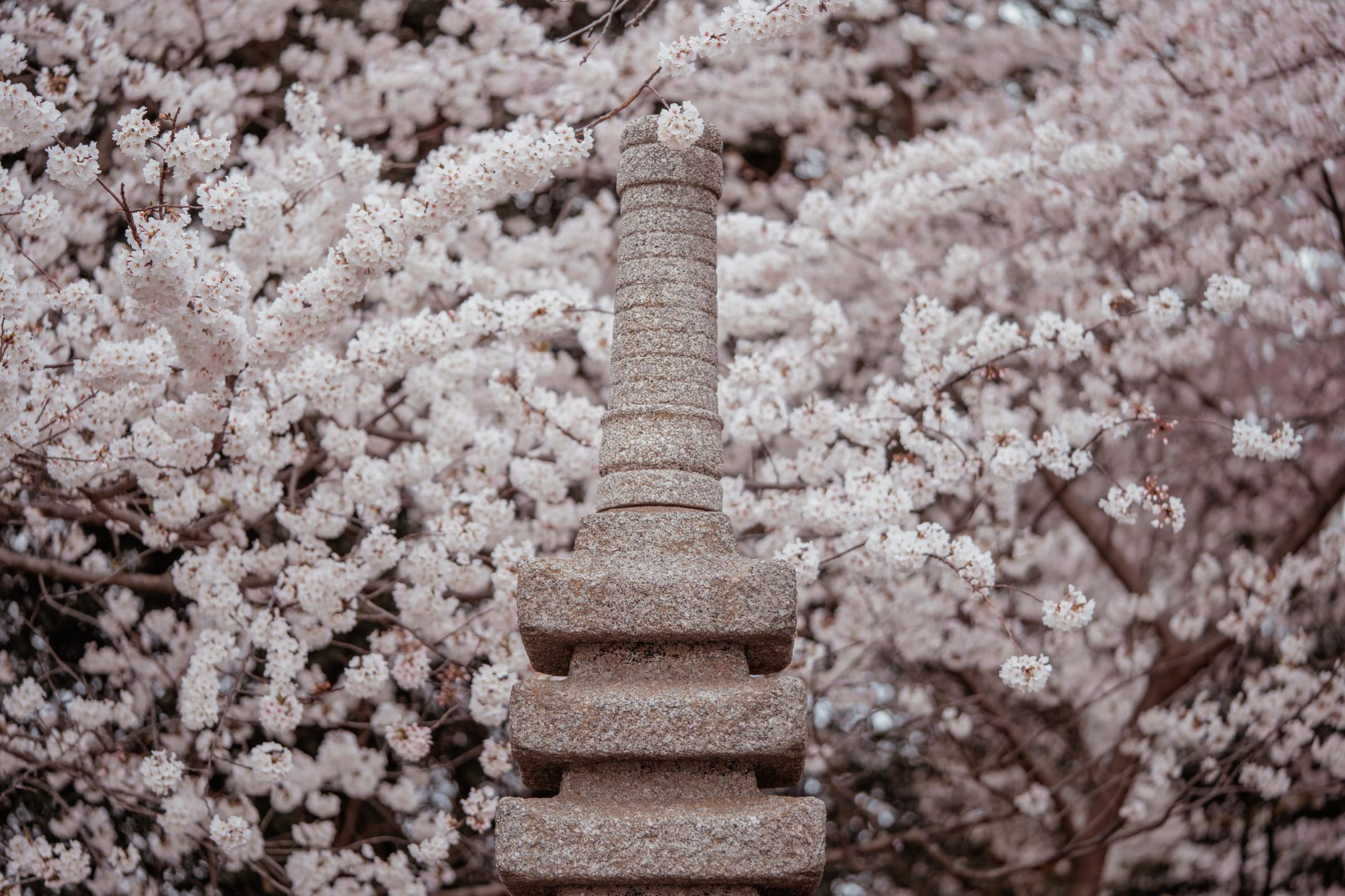 cherry blossoms washington dc an trieu style and senses travel blogger nyc blogger