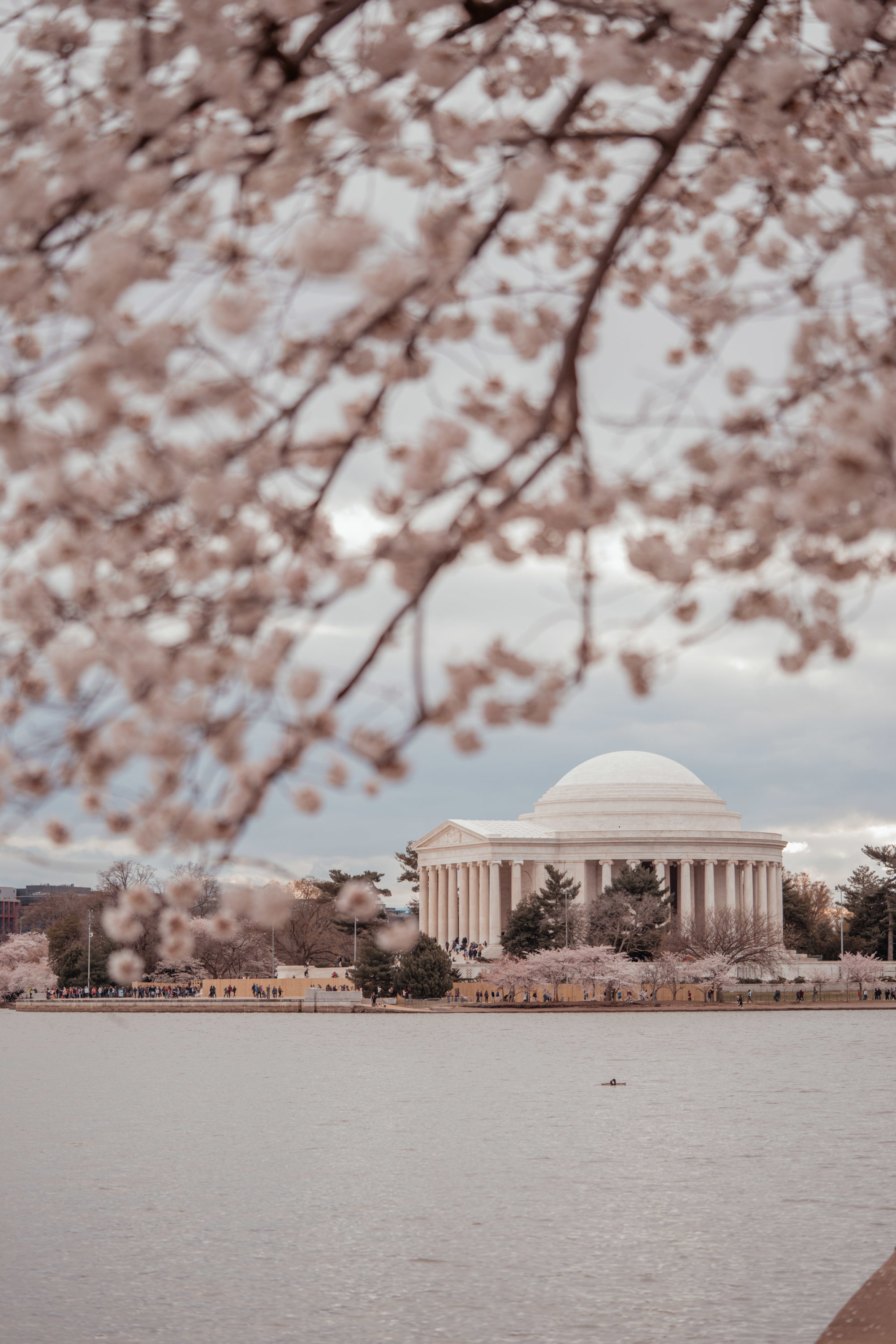 Peak Cherry Blossoms Washington DC Guide Style & Senses