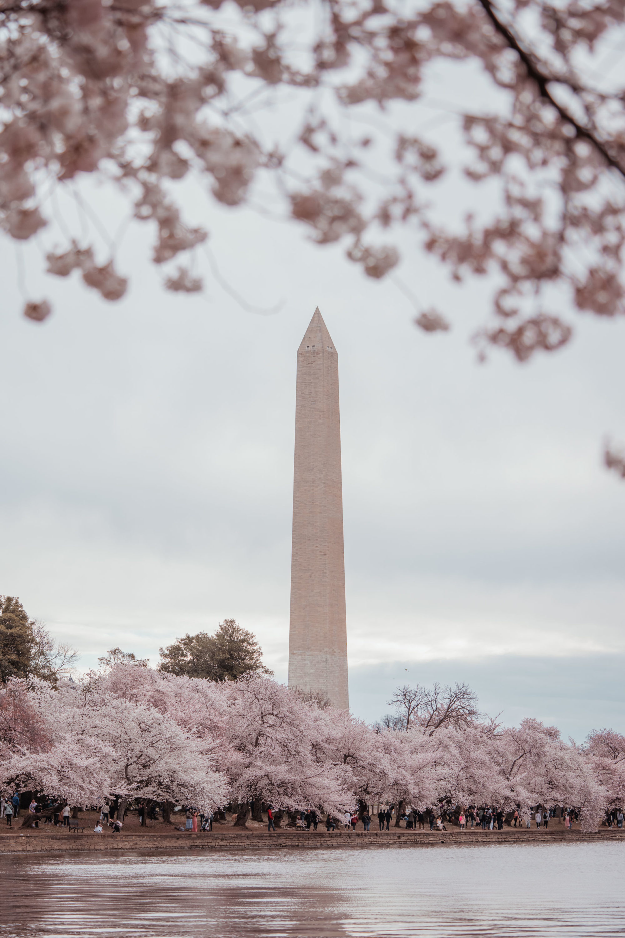 Peak Cherry Blossoms Washington DC Guide Style & Senses