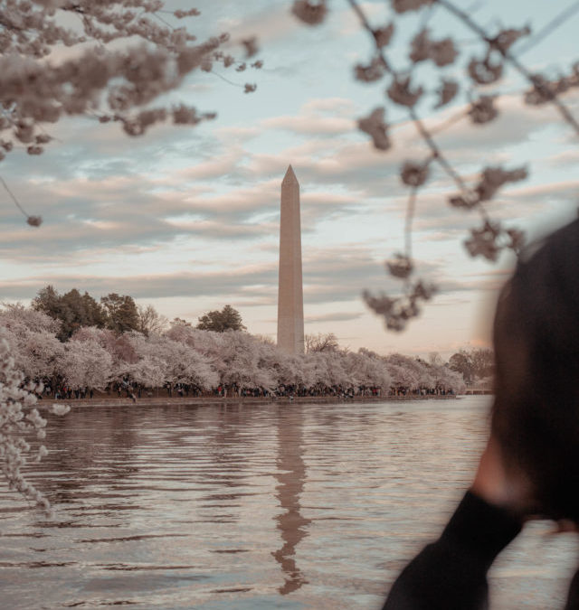What to Expect at Peak Cherry Blossoms in Washington DC