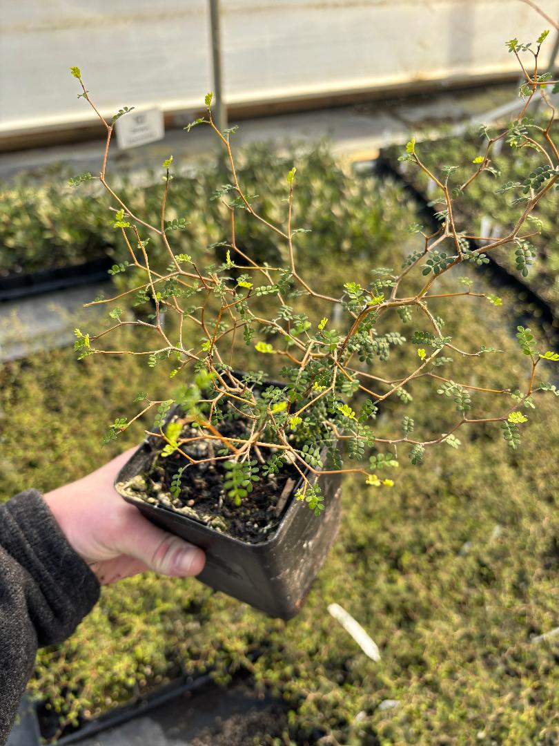 Sophora prostrata Little Baby plant