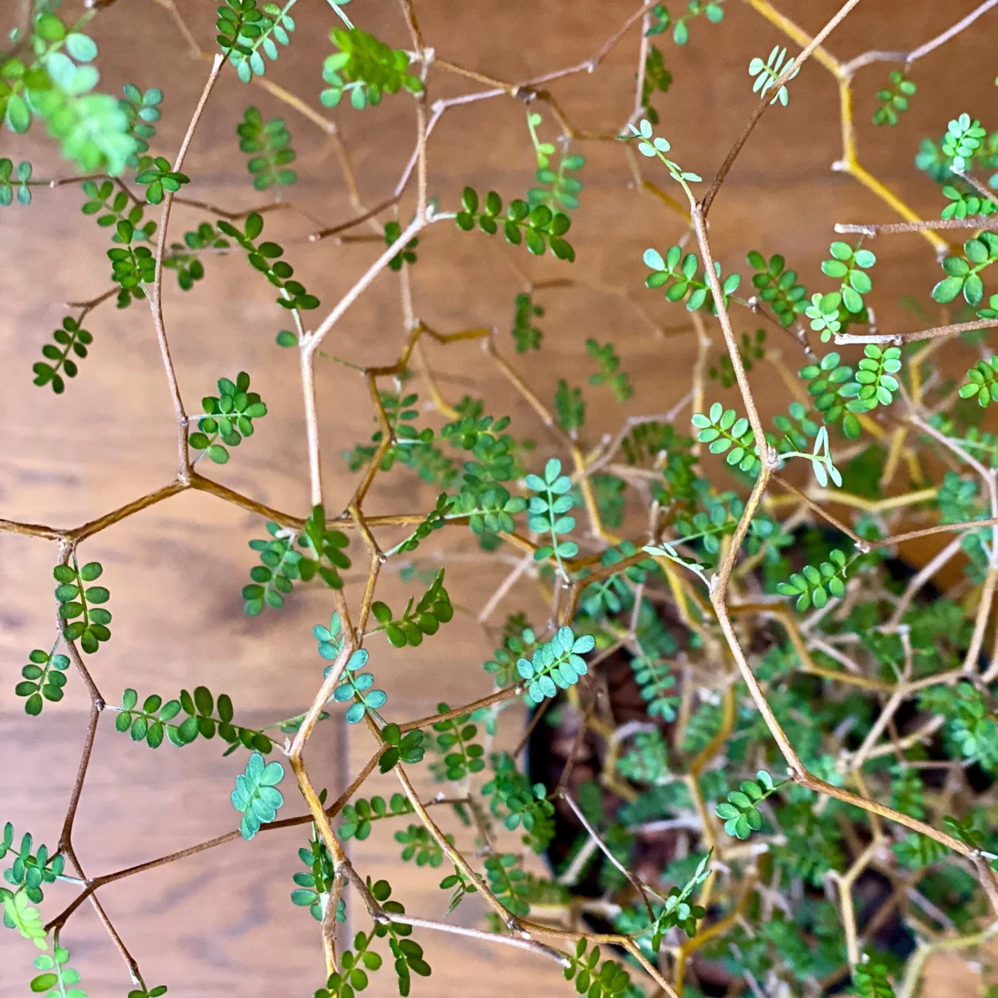 Sophora prostrata Little Baby plant